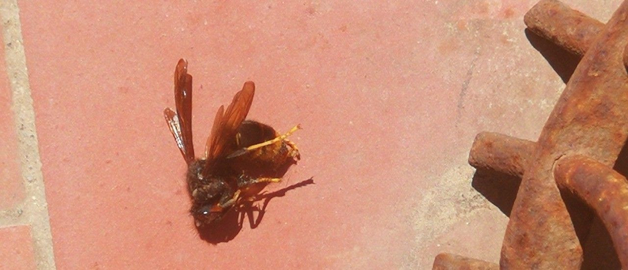 Un ejemplar del avispón asiático visto en Barcelona / MA