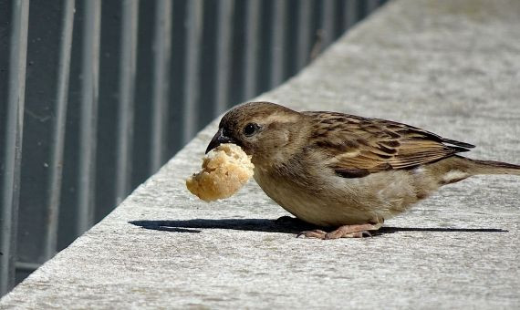 OBSERVACIÓN DE LAS AVES