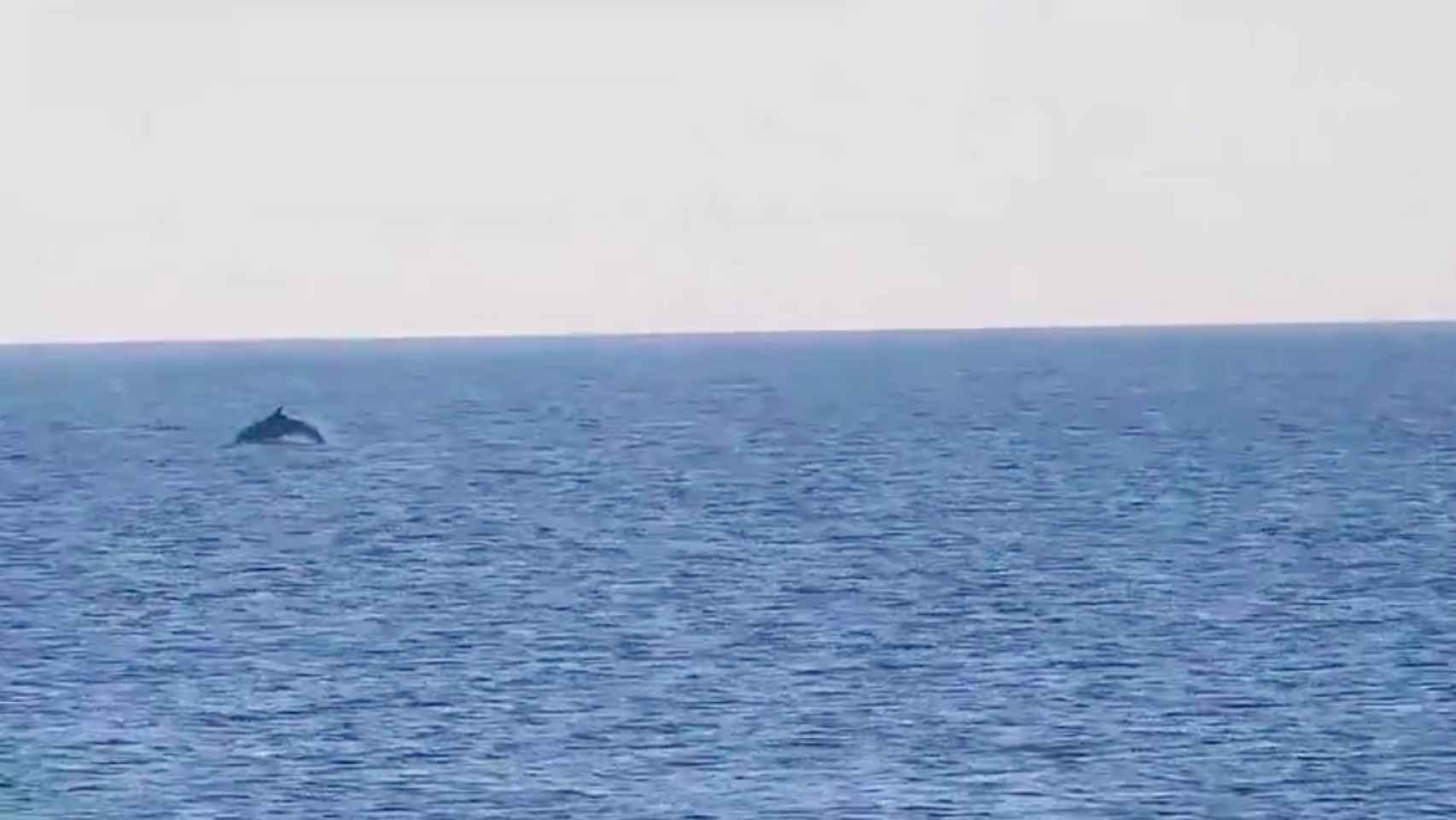 Captura de pantalla de uno de los delfines vistos en El Prat de Llobregat