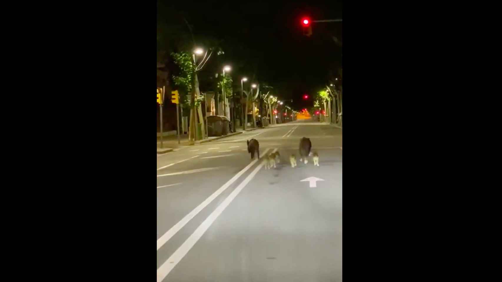 Una familia de jabalíes ha sido sorprendida en la Bonanova