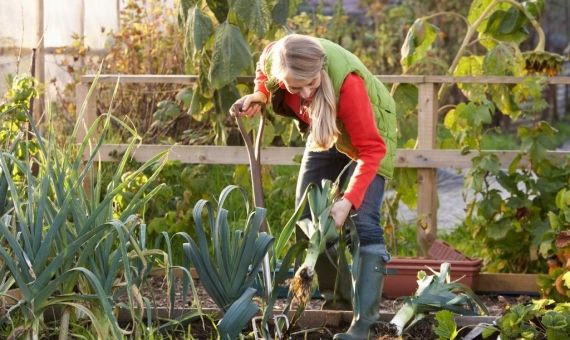 Una mujer cultivando un huerto urbano / ARCHIVO