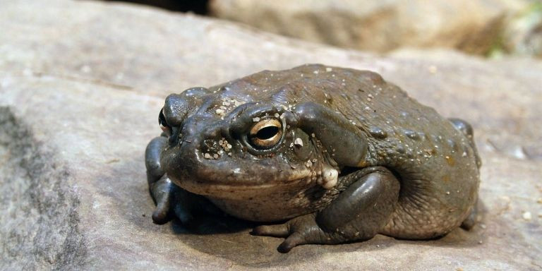 Sapo bufo, anfibio del que se extrae 'la molécula de dios' / ARCHIVO