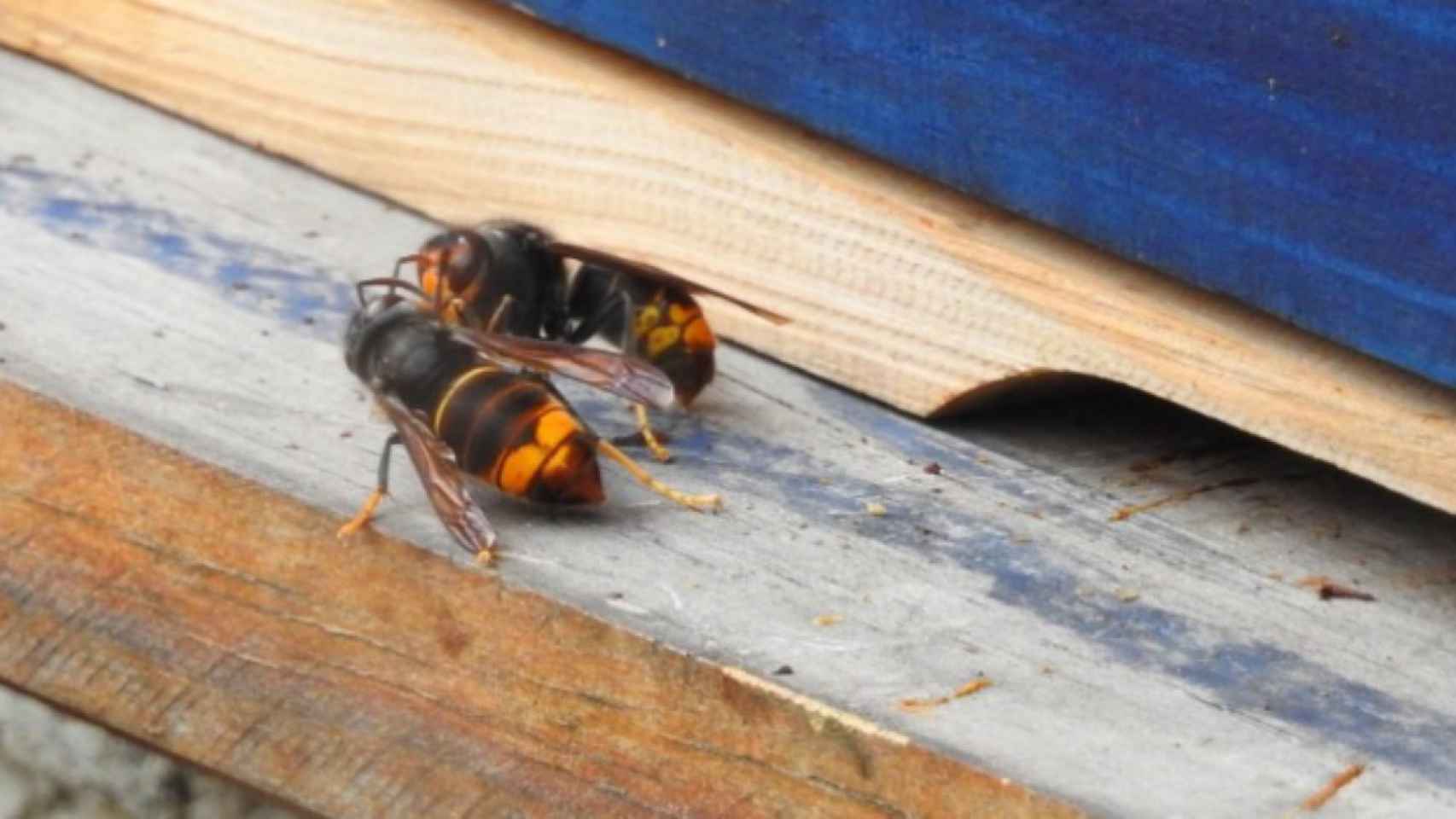 La avispa asiática, presente en Collserola / AJ. DE BCN