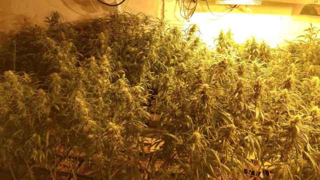 Plantación de marihuana incautada por la policía