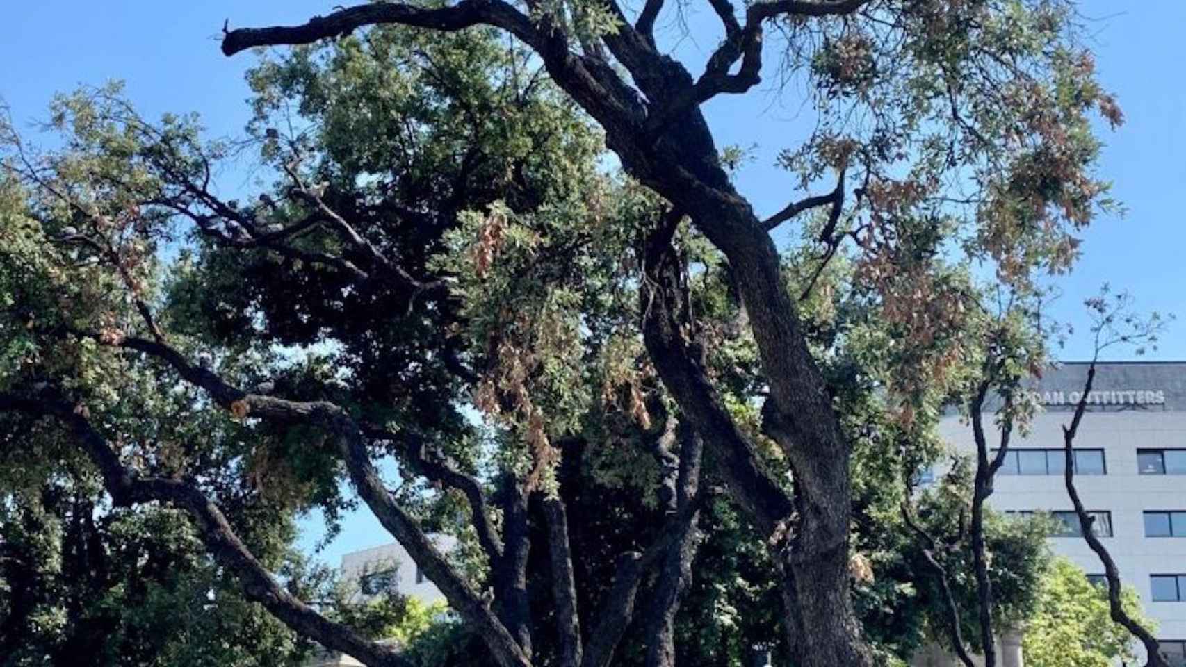 Encinas centenarias de la plaza Catalunya de Barcelona