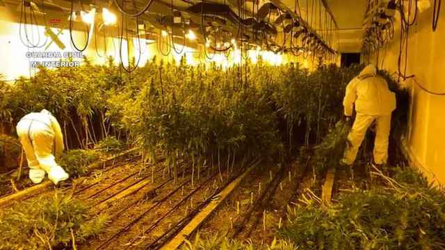 Plantación de marihuana incautada por la Guardia Civil