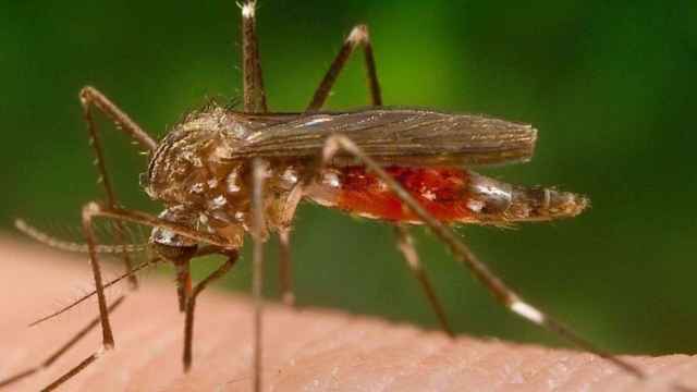 El mosquito japonés, Aedes japonicus, es una nueva amenaza para la salud / WIKIPEDIA