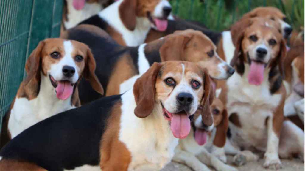 La asociación 'Animal Rescue España' le ha salvado la vida a una treintena de perros de la raza Beagle / ANIMAL RESCUE ESPAÑA