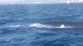 Una de las ballenas que ha detenido el tráfico marítimo este viernes en el Port / GUARDIA URBANA BCN