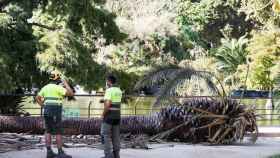 Palmera caída en el Parque de la Ciutadella / EFE