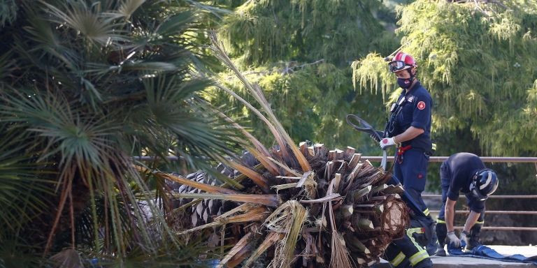 Palmera caída en el Parque de la Ciutadella / EFE