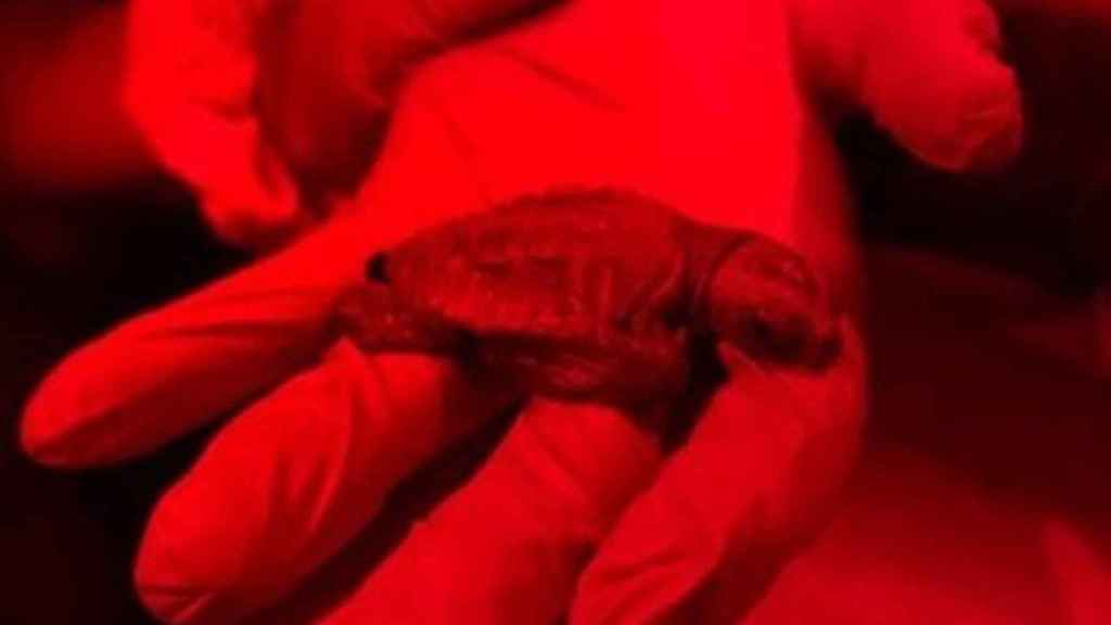 Nacen cinco crías del primer nido de tortugas careta localizadas en Barcelona / AJUNTAMENT DE BARCELONA