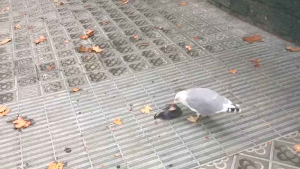 Una gaviota se come a una paloma muerta en el Eixample barcelonés / LR