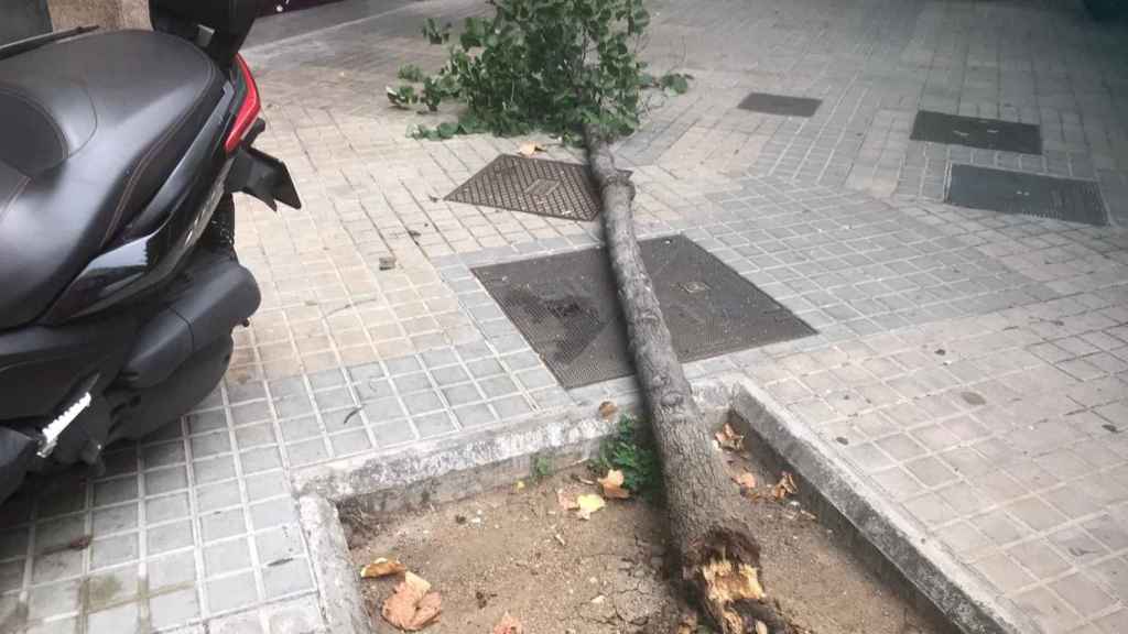 Árboles caídos y vegetación descontrolada en el Eixample