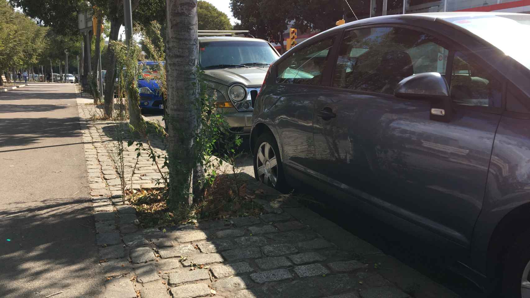 Alcorque con plantas en la calle de Sant Adrià / RP