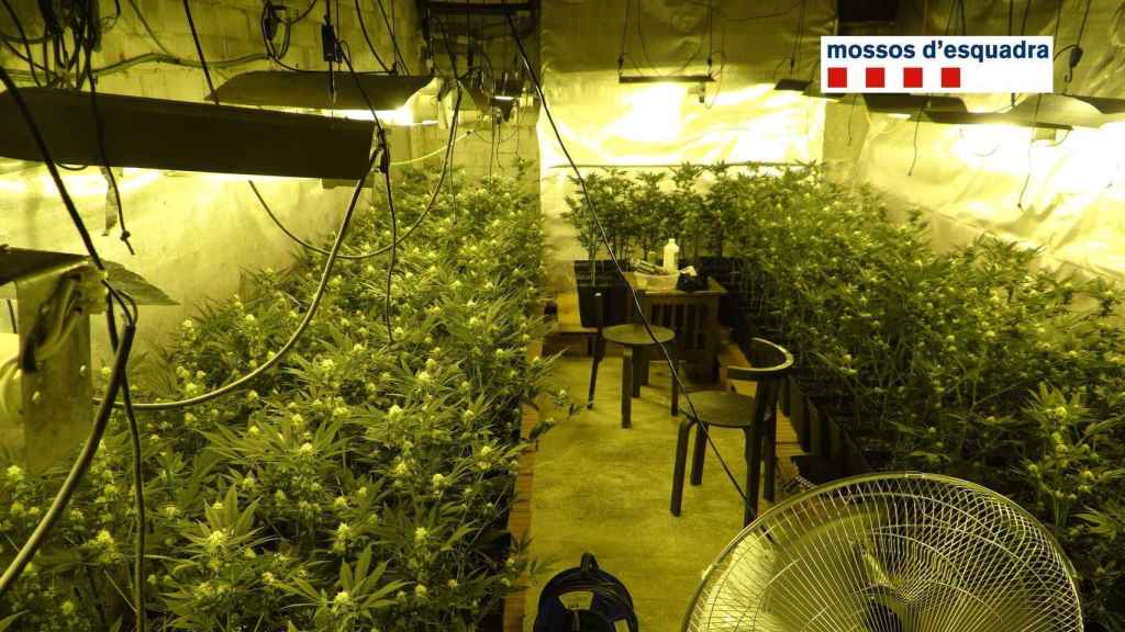 Cultivo de marihuana en un sótano de L'Hospitalet de Llobregat / MOSSOS D'ESQUADRA