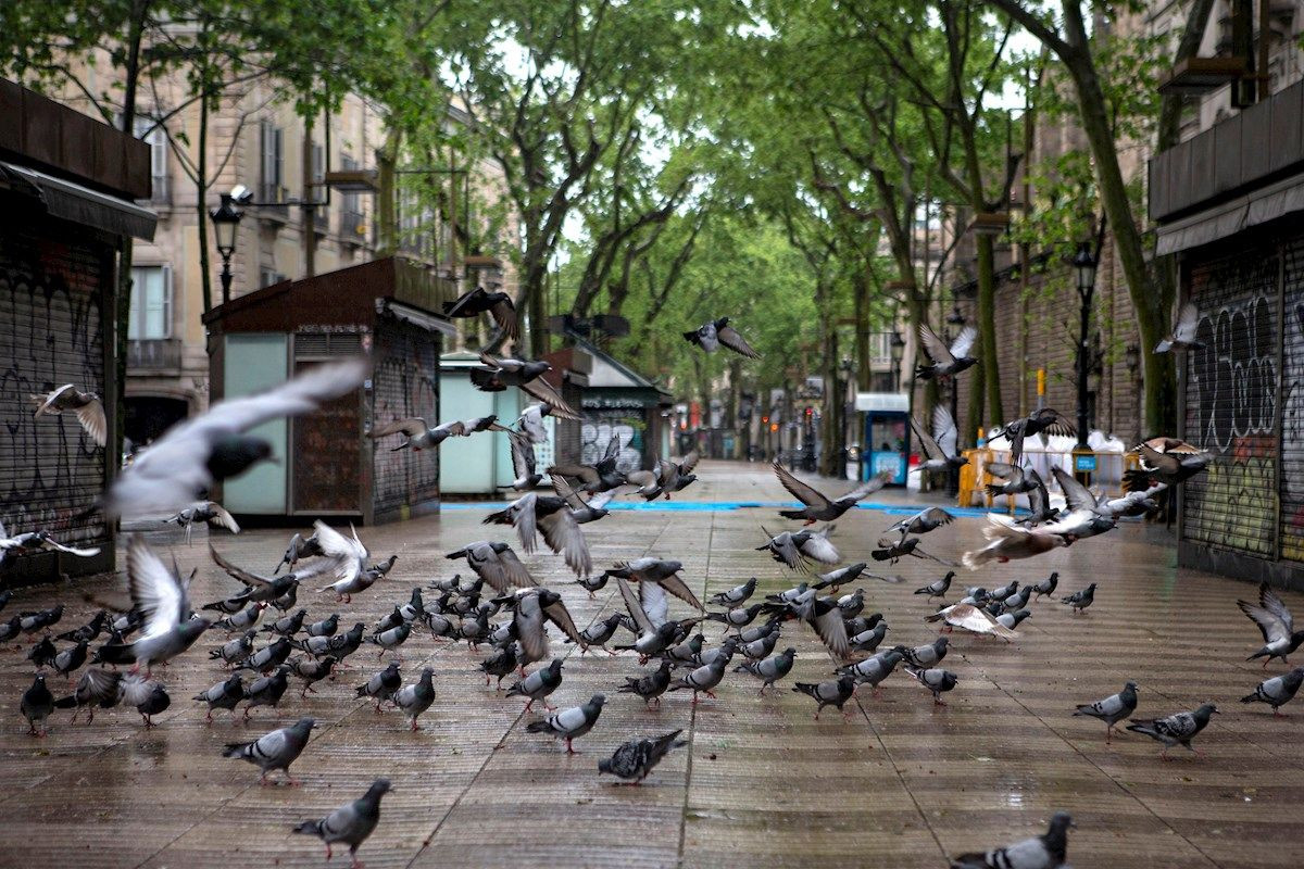 La Rambla de Barcelona, llena de palomas, la pasada primavera durante el estado de alarma / ARCHIVO