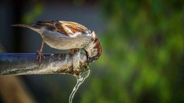 El agua es clave en la lucha contra el cambio climático / ARCHIVO