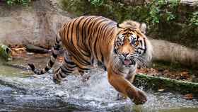 Un ejemplar de tigre del Zoo de Barcelona en una imagen de archivo / ARCHIVO