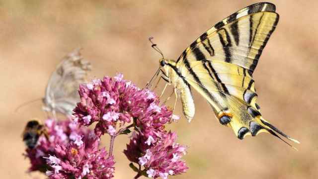 Una mariposa de color claro encima de una flor / ARCHIVO