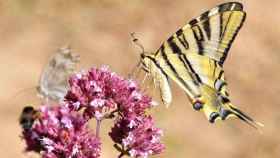 Una mariposa de color claro encima de una flor / ARCHIVO