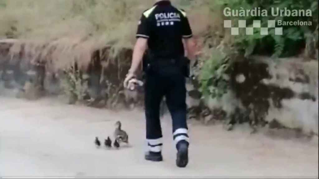 Unos agentes de la policía local de Barcelona, al rescate de una familia de patitos / GUARDIA URBANA