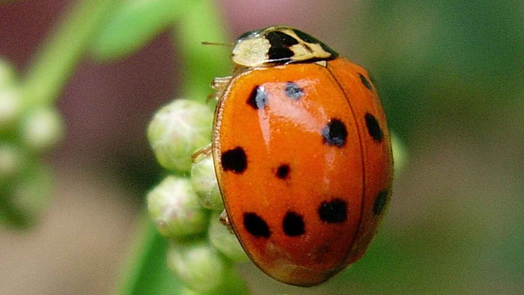 Una mariquita asiática / NOROESTE SALVAJE