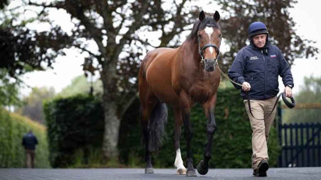 Galileo, el caballo que vale más que Cristiano Ronaldo / REDES SOCIALES