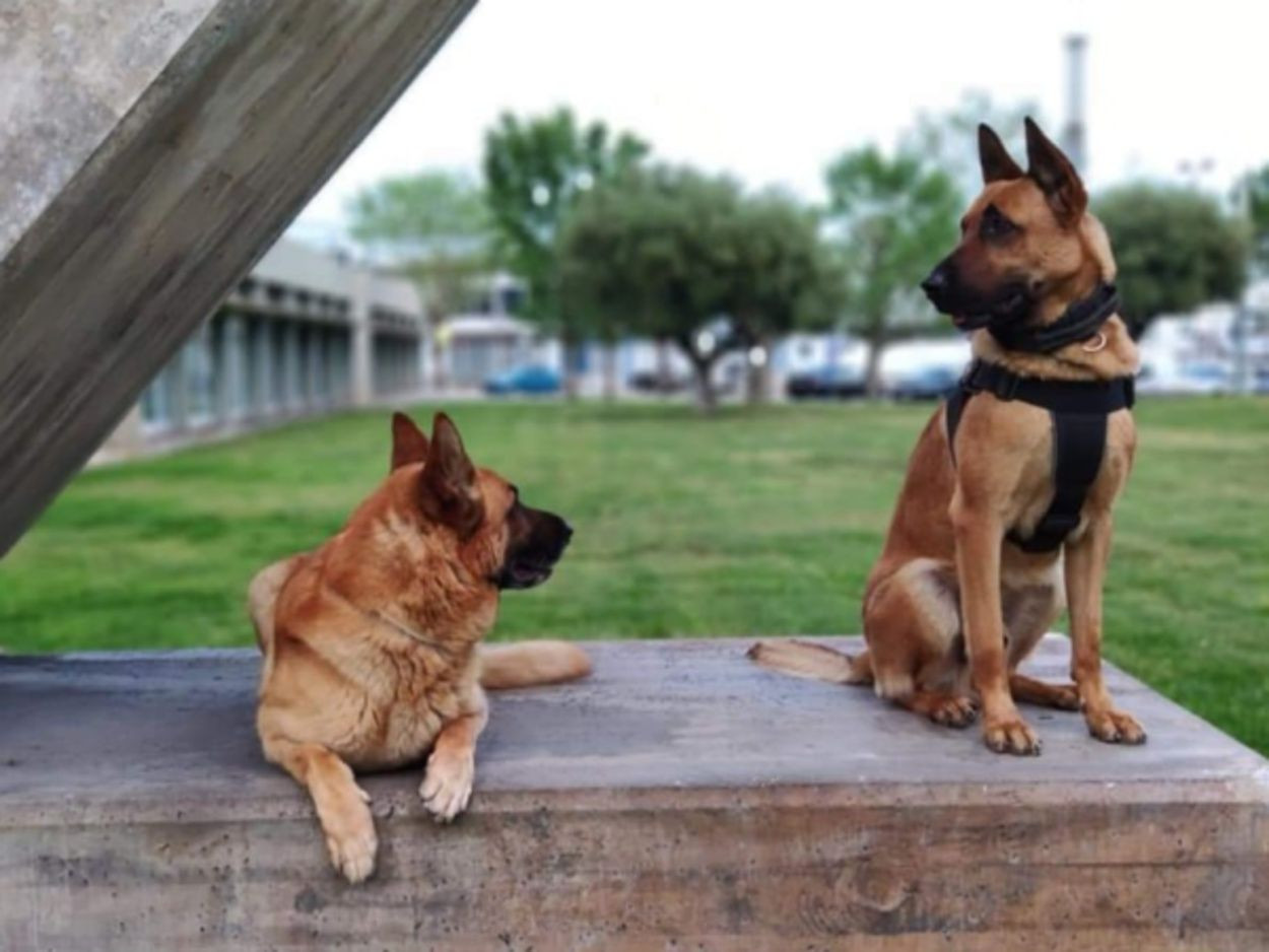 Vic y Tom, perros de la Guardia Urbana que murieron por supuesta desatención / CCOO GUB