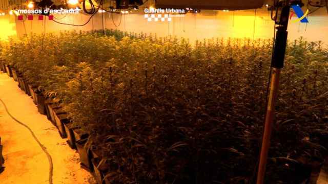 Cultivo de marihuana del entramado criminal desarticulado por Mossos y Guardia Urbana / MOSSOS D'ESQUADRA