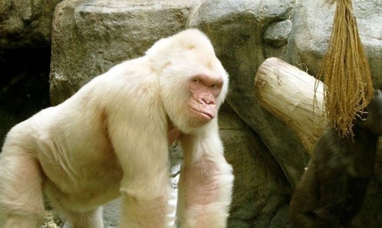 Copito de Nieve en el Zoo de Barcelona / ARCHIVO