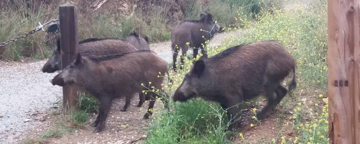 Manada de jabalíes en la sierra de Collserola / CR