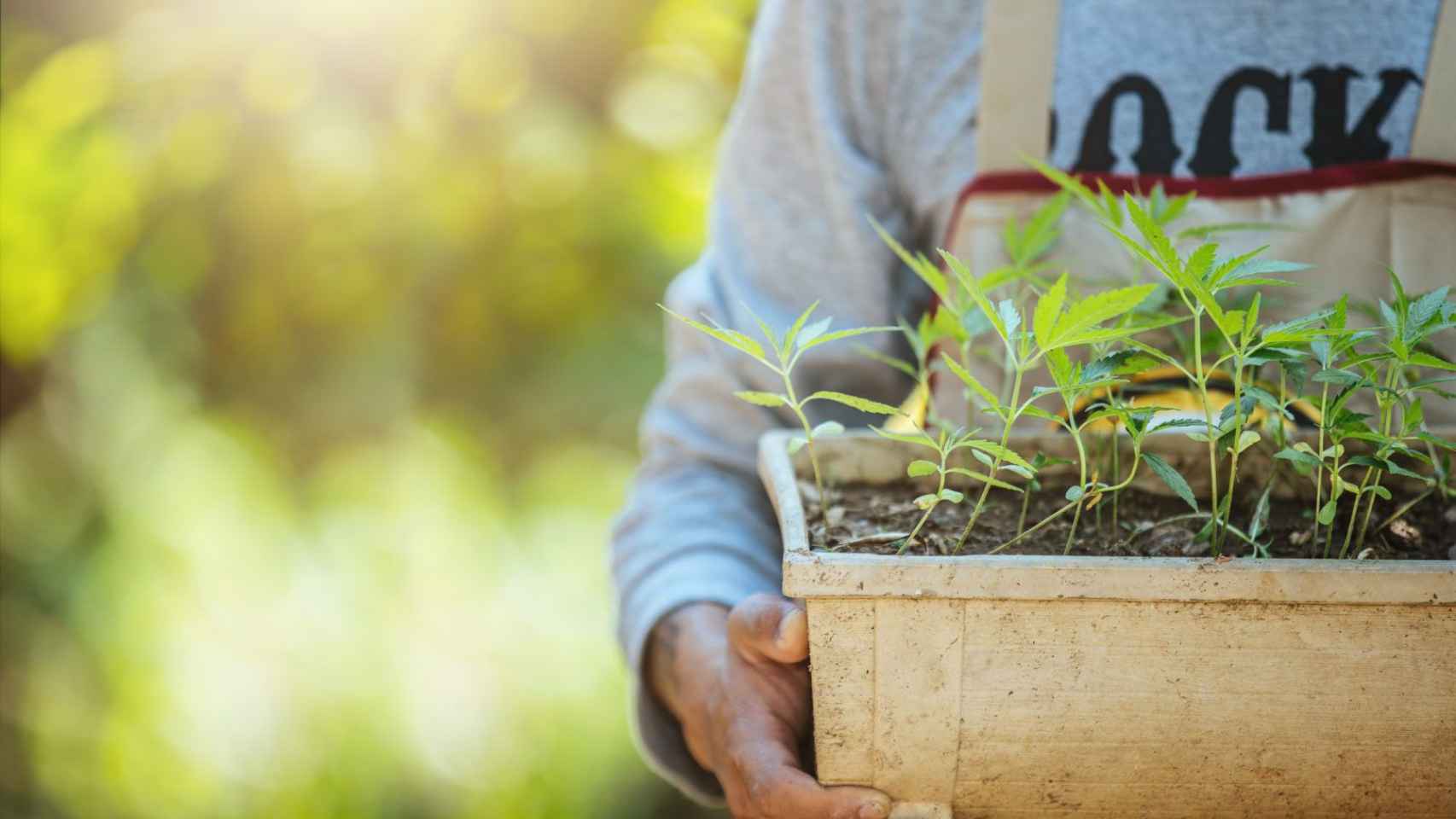 Germinación de semillas de marihuana