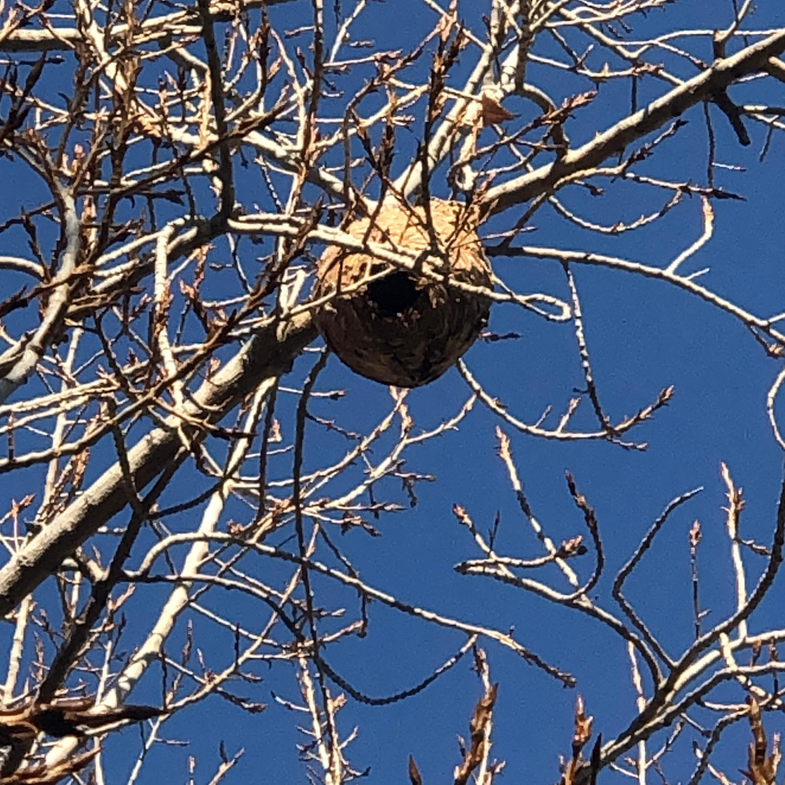 Un nido de avispa asiática en la zona de Diagonal Mar / ASSOCIACIÓ DE VEÏNS DIAGONAL MAR