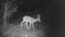 Aparecen dos corzos en la sierra de la Marina, en Barcelona / YOUTUBE