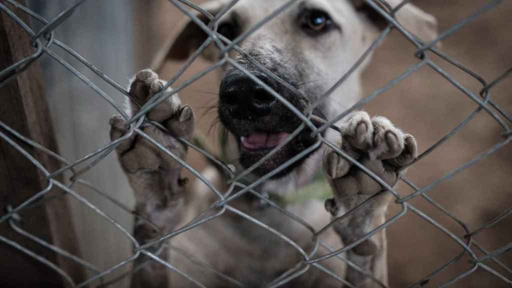 Perro al cuidado de una de las entidades animalistas / EFE