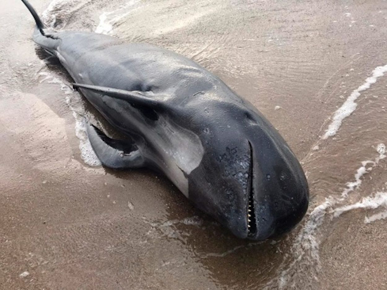 Imagen del delfín muerto en la playa de El Prat de Llobregat