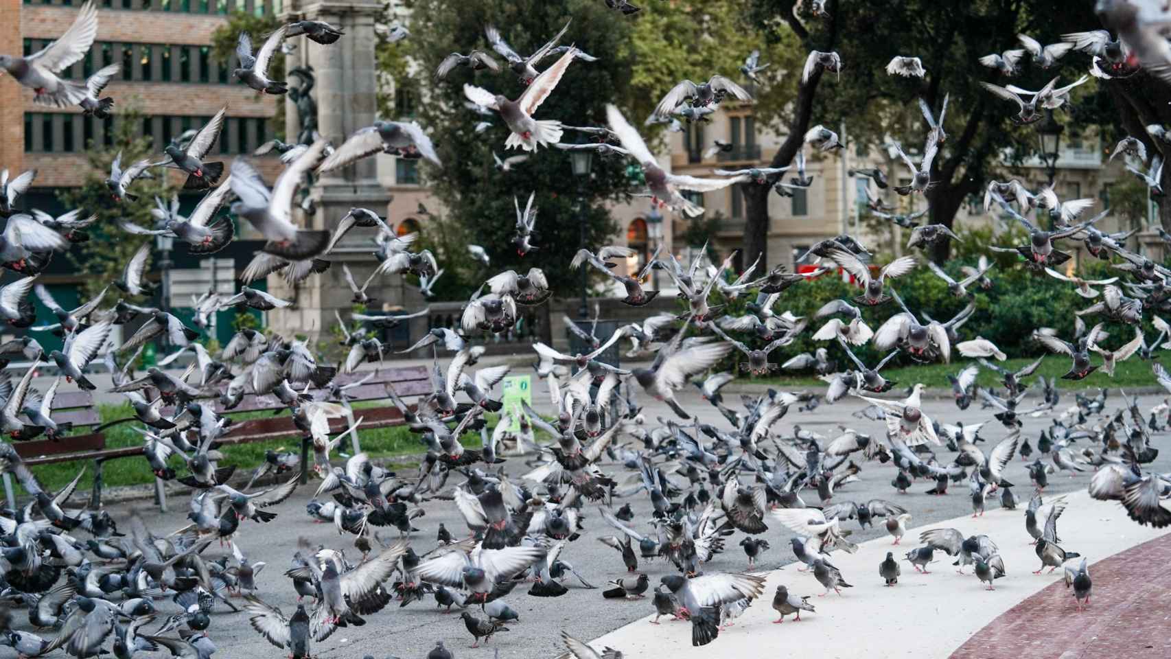 Palomas alzando el vuelo en plaza Catalunya/ AJ DE BARCELONA