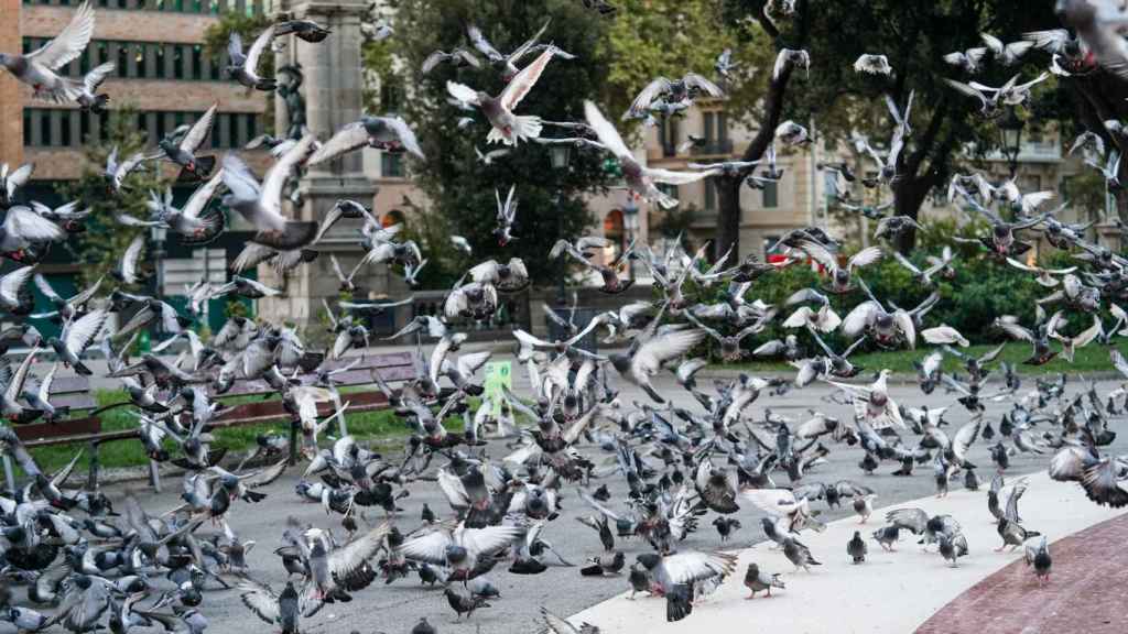 Palomas en plaza Catalunya