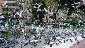 Palomas alzando el vuelo en plaza Catalunya/ AJ DE BARCELONA