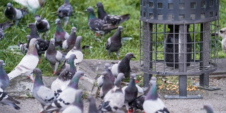 Palomas junto a un dispensador de pienso anticonceptivo / AJ DE BARCELONA