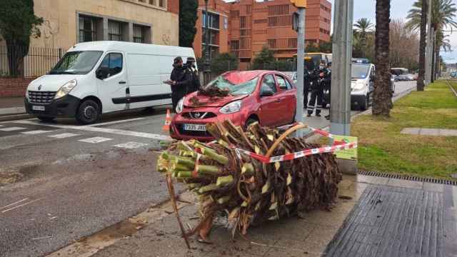 Coche destrozado en la Diagonal tras la caída de una palmera / BETEVÉ