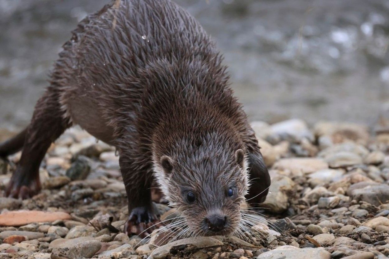 Nutria en el Besòs / A. SEGURA GARCÍA - M.VILLENA GARCÍA