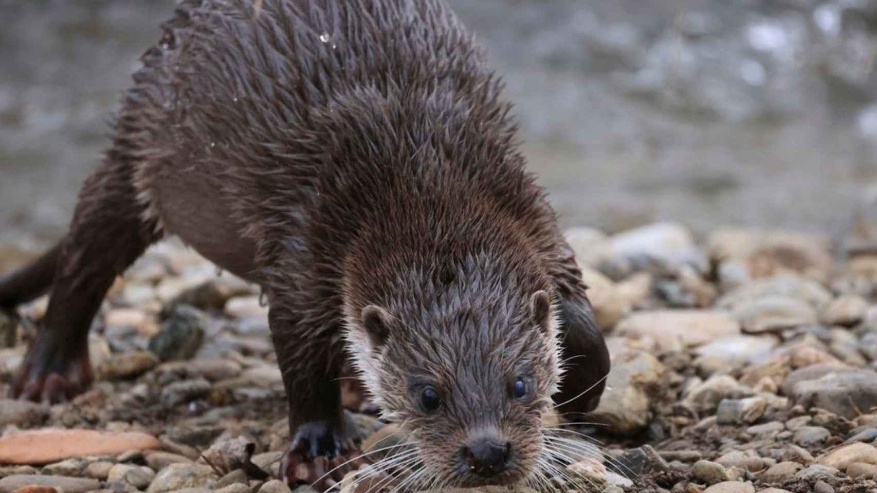 Nutria en el Besòs / A. SEGURA GARCÍA - M.VILLENA GARCÍA