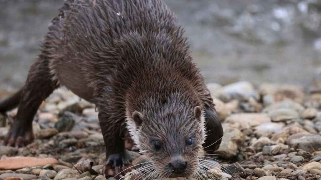 Nutria en el Besòs / A. SEGURA GARCÍA - M.VILLENA GARCÍA