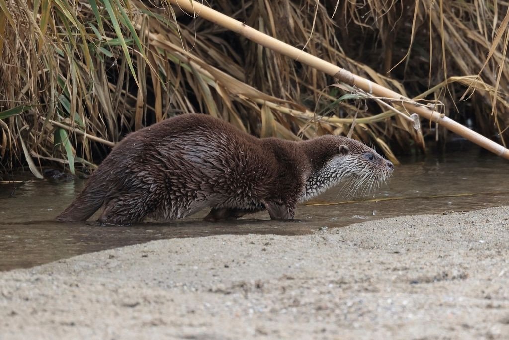 Una nutria en el Besòs / A. SEGURA GARCÍA - M.VILLENA GARCÍA