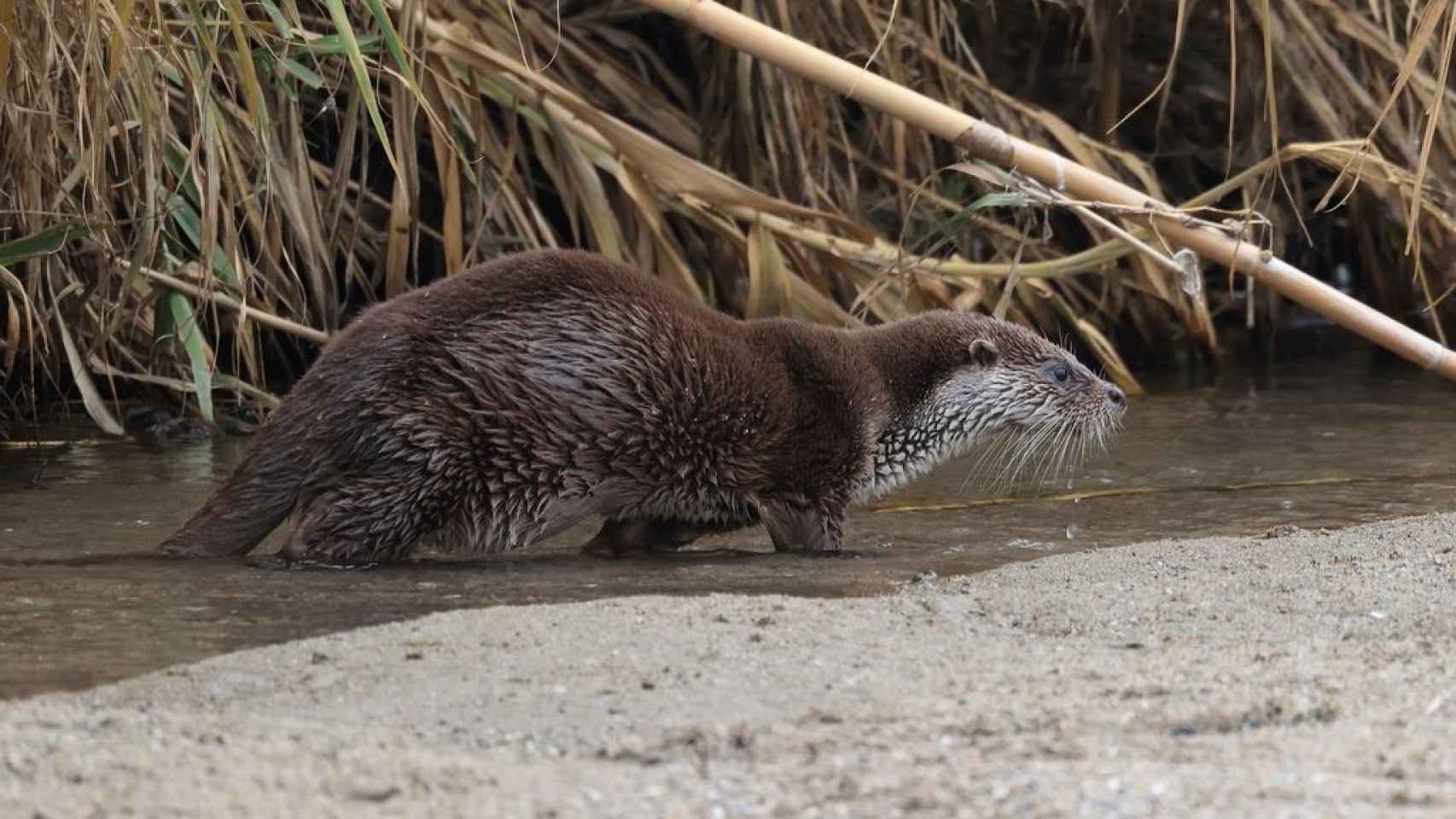 Una nutria en el Besòs / A. SEGURA GARCÍA - M.VILLENA GARCÍA