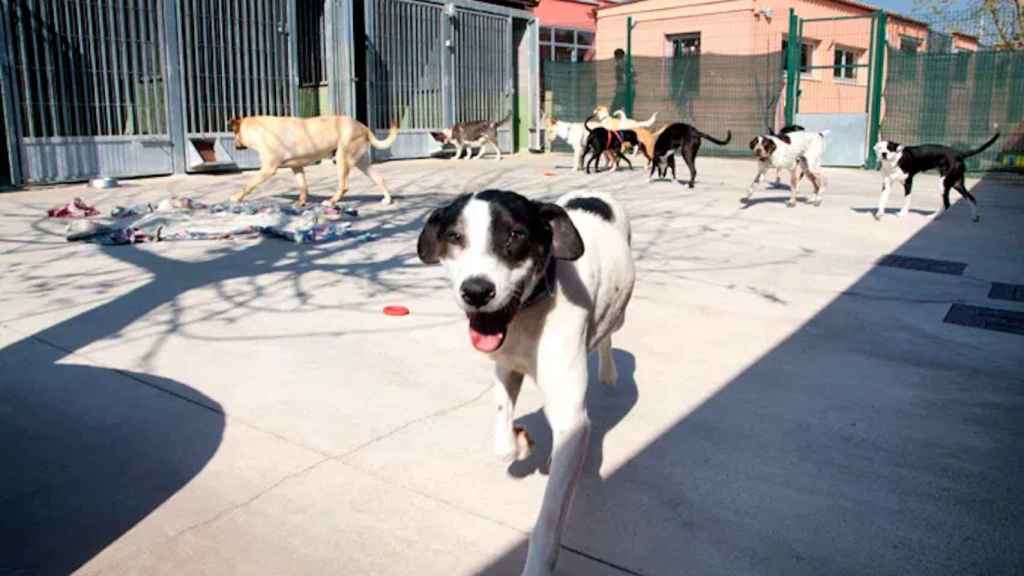 Animales de la Associació Protectora de Granollers, que da servicio a L'Hospitalet / APAG