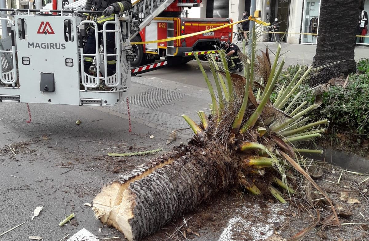 Los bomberos retiran una palmera en la calle / BOMBERS