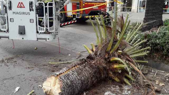 Los bomberos retiran una palmera en la calle / BOMBERS